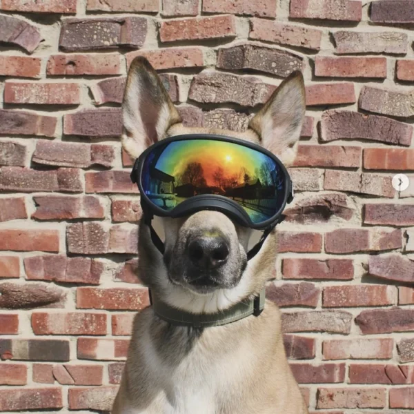 Adjustable Dog Goggles (Doggles)